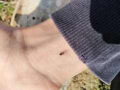 Liophrurillus flavitarsis