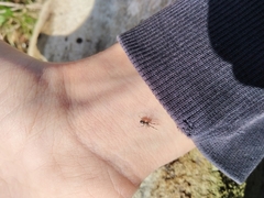 Liophrurillus flavitarsis