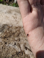 Liophrurillus flavitarsis