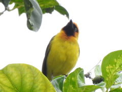Ploceus brachypterus