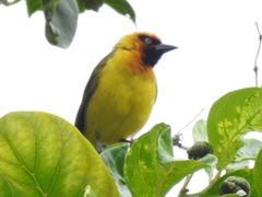 Ploceus brachypterus