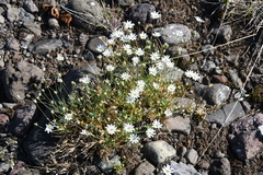 Stellaria crassipes