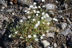 Stellaria crassipes