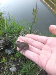Hyla japonica