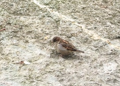 Passer domesticus