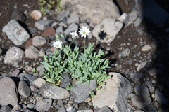 Stellaria crassipes