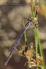 Ischnura hastata