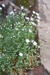 Stellaria crassipes