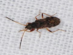 Ligyrocoris diffusus
