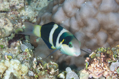 Thalassoma nigrofasciatum