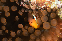 Amphiprion barberi