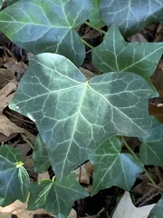 Hedera helix
