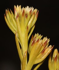 Thesium capitatum