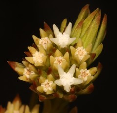 Thesium capitatum
