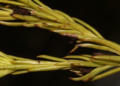 Thesium capitatum