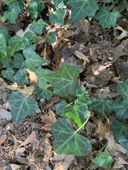Hedera helix