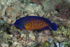 Centropyge bispinosa