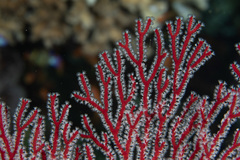 Melithaea