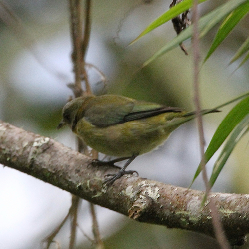 Golden-collared Honeycreeper (Iridophanes pulcherrimus), photo 7