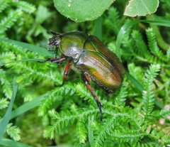 Trigonophorus