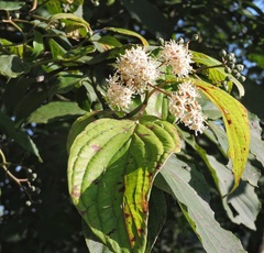 Cornus macrophylla