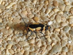 Tragocephala castnia