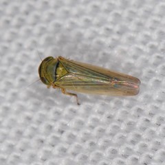 Limotettix