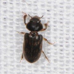 Heteroceridae