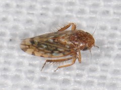 Xestocephalus