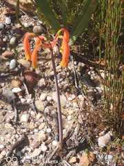 Cyrtanthus angustifolius