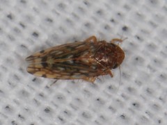 Xestocephalus