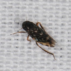 Xestocephalus