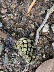 Magnolia grandiflora