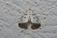 Neurophyseta