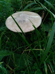 Fungi