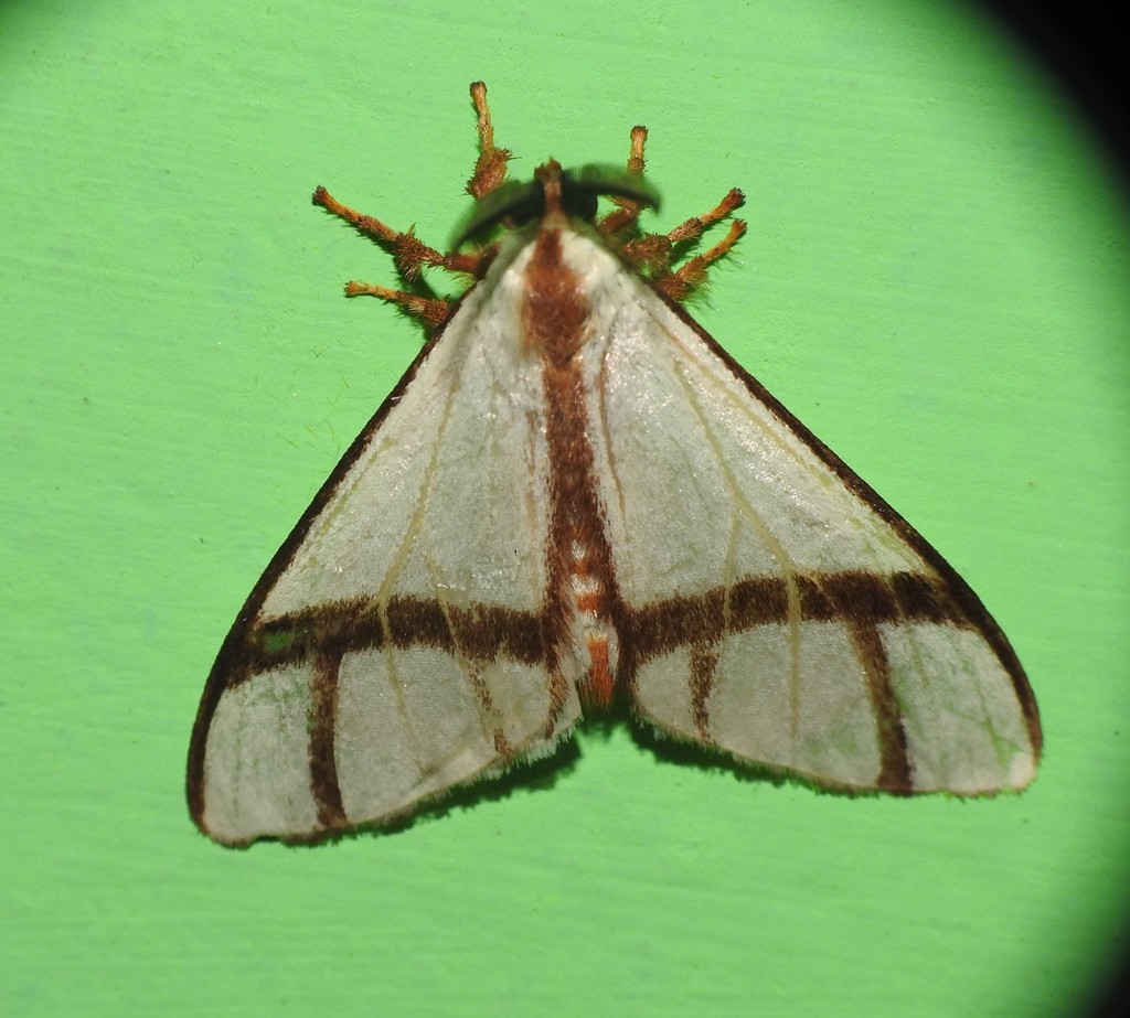 Epanaphe subsordida