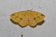 Periclina rumiaria