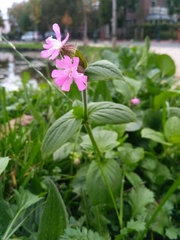 Silene dioica