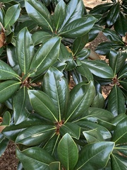 Magnolia grandiflora