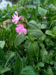 Silene dioica