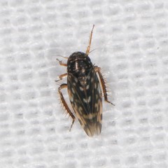 Xestocephalus
