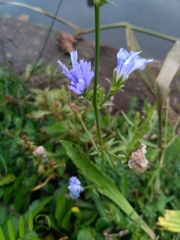 Cichorium intybus