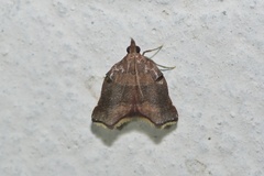 Tamyra inclyta