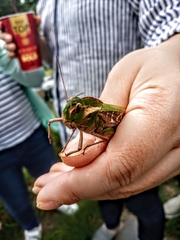 Gastrimargus marmoratus