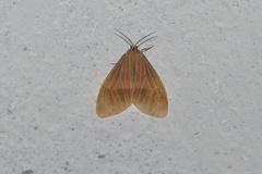 Heliactinidia flavivena