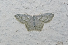 Chloropteryx opalaria
