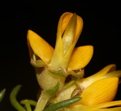 Aspalathus excelsa