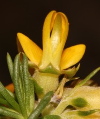 Aspalathus excelsa