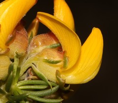 Aspalathus excelsa