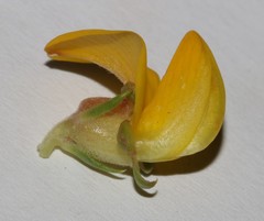 Aspalathus excelsa